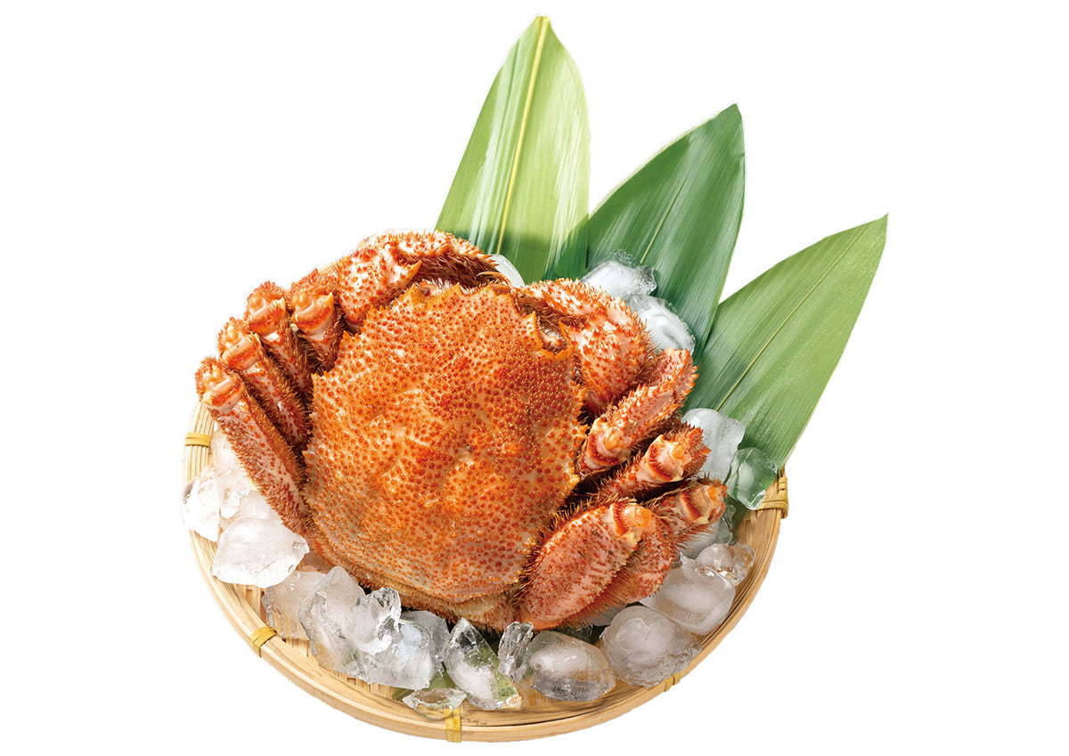 北海道産　毛がに（超特大）【冷凍】